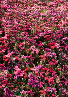 Çiçek açan güzel renkli doğal çiçekler.