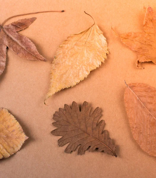 Hojas secas de otoño sobre una textura de panel de madera — Foto de Stock