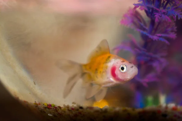 Schöne Fische im Aquarium — Stockfoto