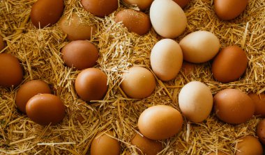Organik taze çiftlik yumurtaları piyasada