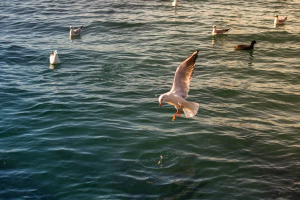 As gaivotas estão sobre e sobre as águas do mar — Fotografia de Stock