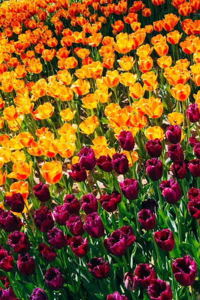 Blühende bunte Tulpenblumen im Garten — Stockfoto