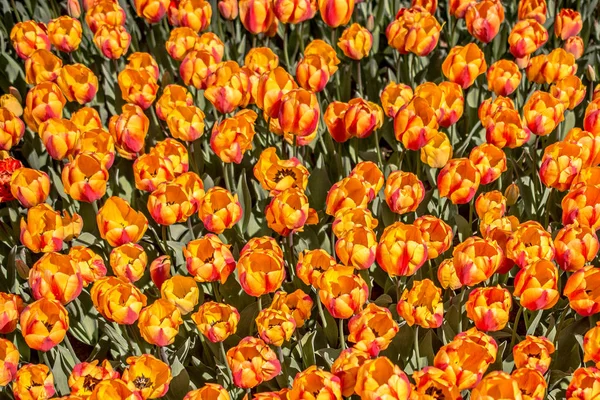 Цветущие разноцветные цветы тюльпана в качестве цветочного фона — стоковое фото