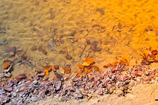 Textura de la hoja y fondo sobre el agua. Textura hojas secas — Foto de Stock