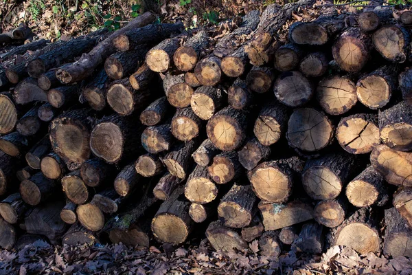 Дерев'яні колоди в лісі на виставці — стокове фото