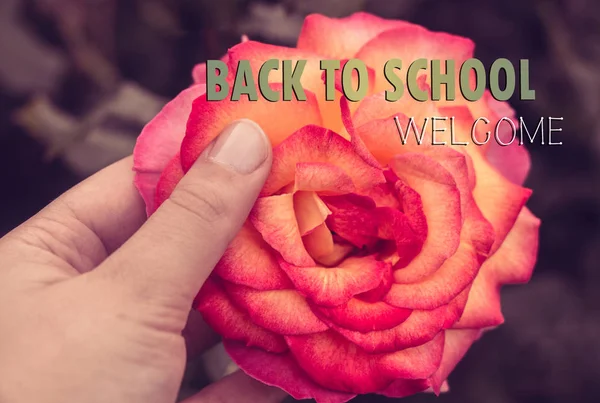 Beautiful colorful Rose Flower in hand — Stock Photo, Image