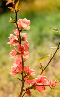 Ağaç çiçek çiçek güzel baharda çiçekler