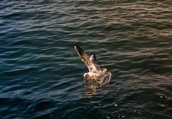 Enda Måsen flyger över havets vatten — Stockfoto