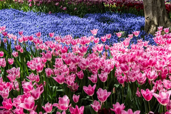 Blühende Tulpenblüten im Frühling als floraler Hintergrund — Stockfoto