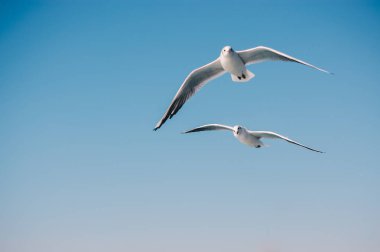 Seagulls flying in sky background clipart
