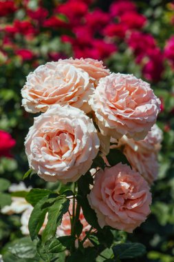 Bahçede güller çiçeklenme güzel demet