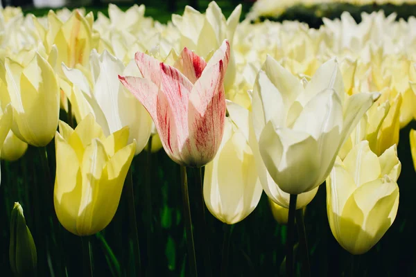 Bunte Tulpenblumen blühen im Garten — Stockfoto