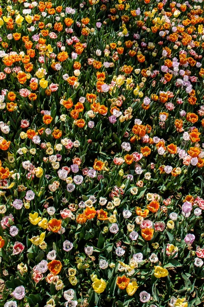 Niesamowite kolorowe kwiaty wiosny w przyrodzie — Zdjęcie stockowe