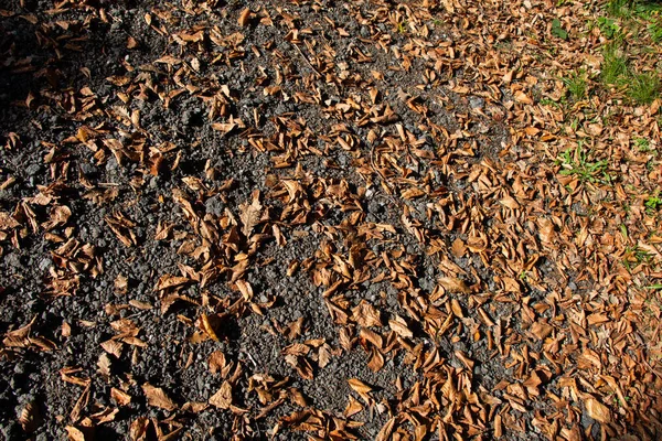 Brązowy liść tekstury i tła. Suche liście tekstura tło — Zdjęcie stockowe
