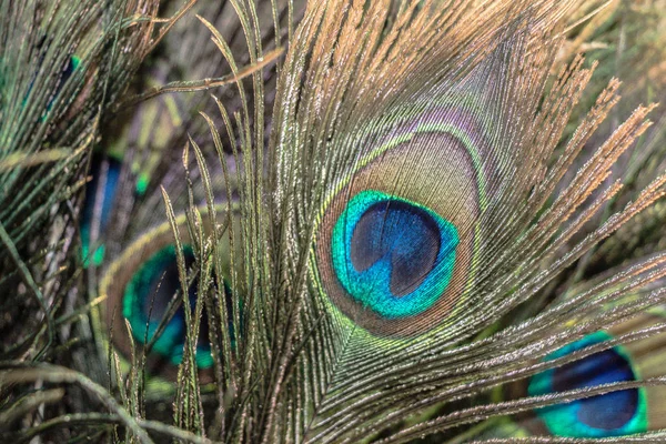 颜色鲜艳的孔雀鸟羽毛收藏 — 图库照片
