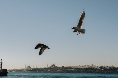 Martılar deniz sularında kaya üzerinde