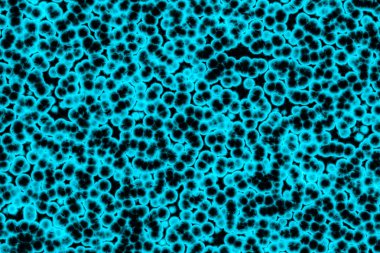 Bakteri hücre şekli: cocci, basiller, spirillum bakteri 