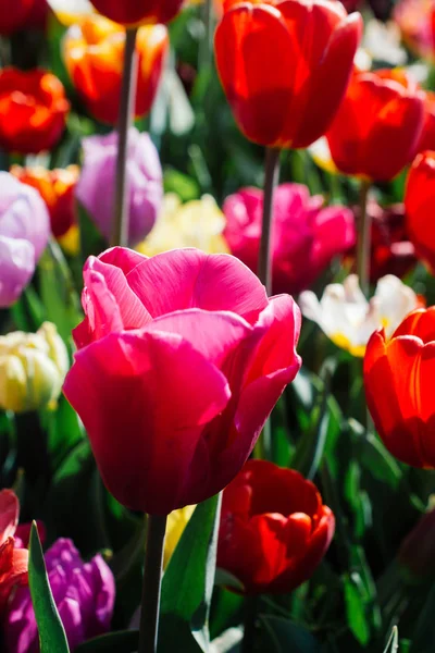 Blühende Tulpenblüten im Frühling als floraler Hintergrund — Stockfoto