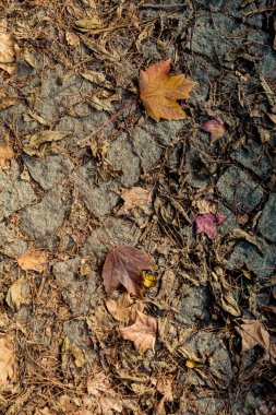 Kahverengi yaprak doku ve arka plan. Kuru yaprakları arka plan dokusu