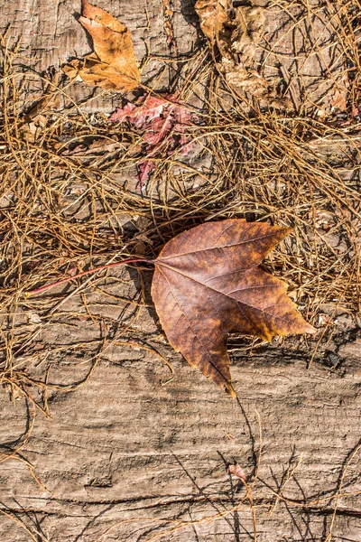 Feuille sèche comme fond d'automne — Photo