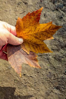 Bir sonbahar arka plan olarak kuru yaprak