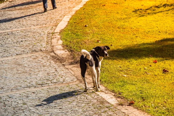Бродячая собака на дороге в парке — стоковое фото