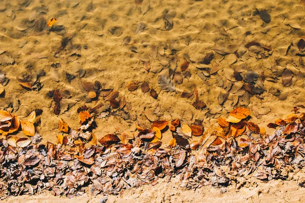 Textura de la hoja y fondo sobre el agua. Textura hojas secas — Foto de Stock