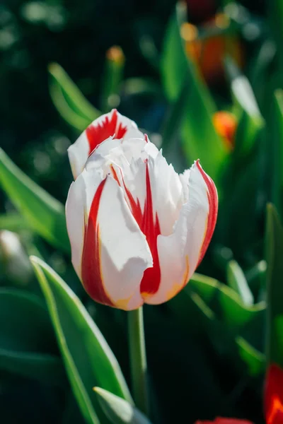 Blühende Tulpenblüten im Frühling als floraler Hintergrund — Stockfoto