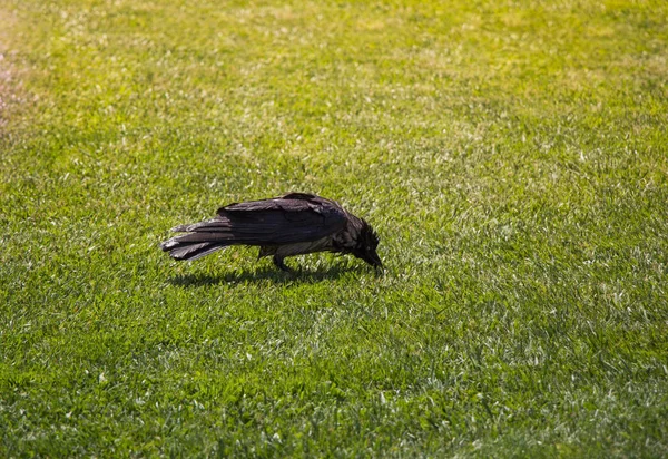 The Hooded Crow Corvus cornix in the crow genus — Stock Photo, Image