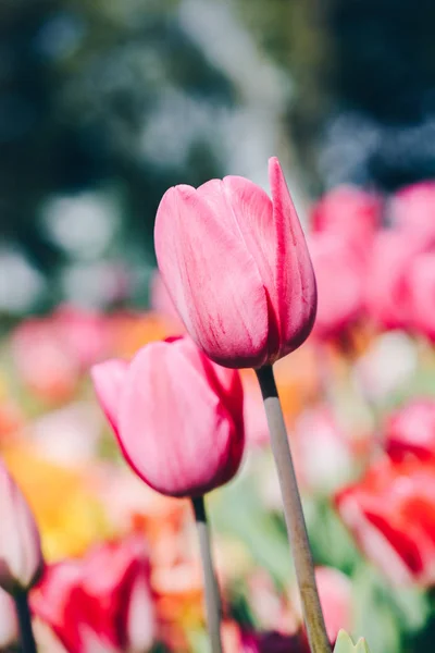Schöne Tulpenblüte im Tulpenfeld im Frühling — Stockfoto