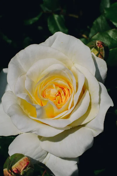 Rosa fresca colorida en vista cercana — Foto de Stock