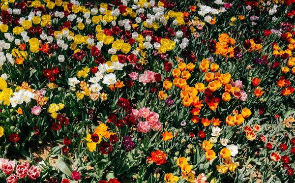 Kwitnący tulipan kolorowe kwiaty jako tło kwiatowy — Zdjęcie stockowe