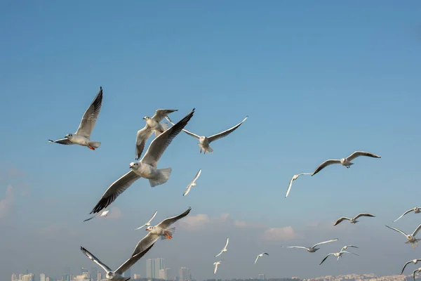 Flock of seagulls flying over the sea — Stock Photo, Image