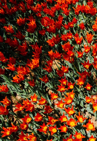 盛开的五颜六色的郁金香花卉背景 — 图库照片