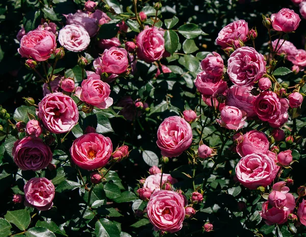 Roseira jardim com belas rosas frescas — Fotografia de Stock