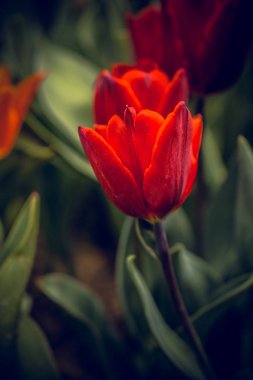 Lale alan bahar güzel Lale çiçek