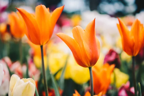 Schöne Tulpenblüte im Tulpenfeld im Frühling — Stockfoto