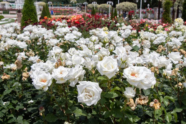 Witte rozen in een botanisch park in Istanbul — Stockfoto