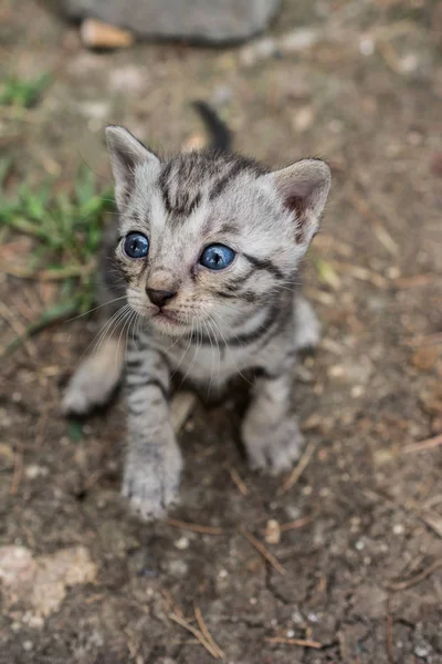 可爱的猫作为家畜在视图中 — 图库照片