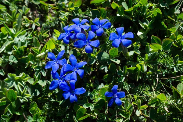 Blooming beautiful colorful wild flowers in view — Stock Photo, Image