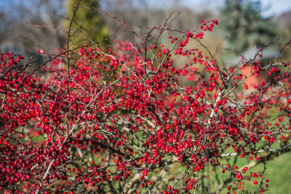 Fruits sauvages trouvés dans l'arbre dans la nature — Photo