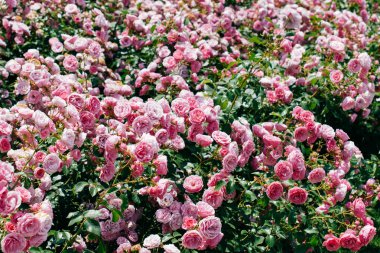 Bir bahar adam olarak güzel taze gül