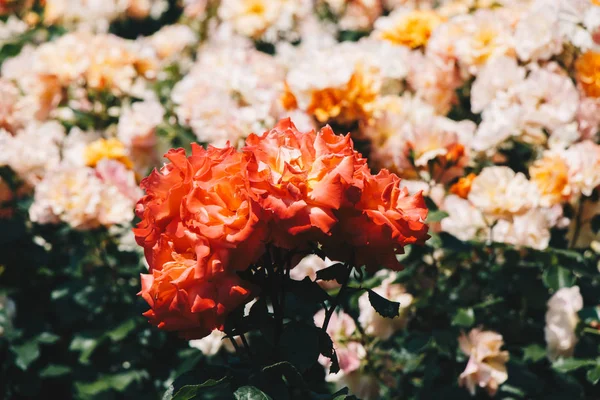 Floraison beau bouquet de roses dans le jardin — Photo