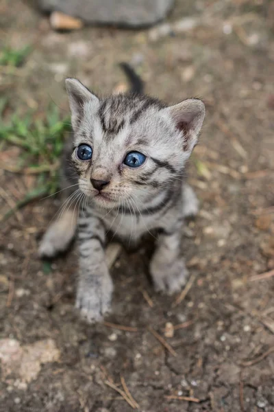 Görünümünde evcil hayvan olarak çok güzel kedi — Stok fotoğraf