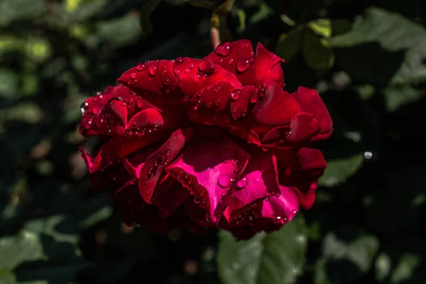 Floración hermosa rosa fresca de colores con rocío en pétalos — Foto de Stock