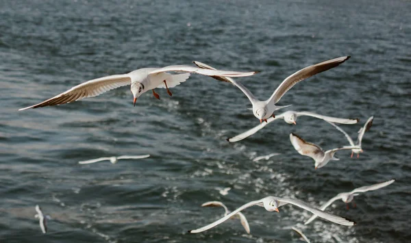 Seagulls Shore Sea — Stock Photo, Image