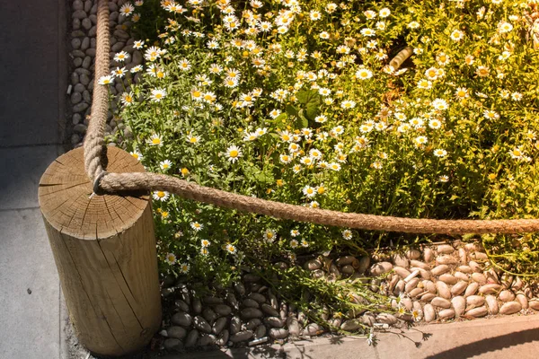 Increíbles flores de primavera coloridas en la naturaleza — Foto de Stock