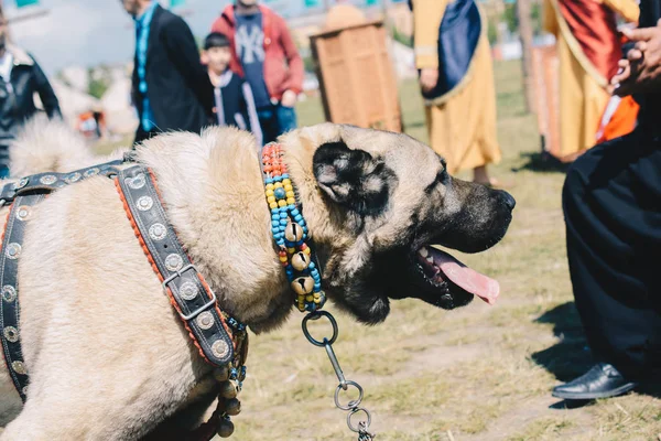 Perro pastor de raza turca Kangal como perro guardián — Foto de Stock