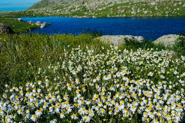 ビューで池が美しいカラフルな野生の花を開花 — ストック写真