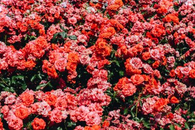 Bir bahar adam olarak güzel taze gül